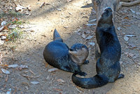 : Lontra canadensis; North American River Otter