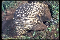 : Tachyglossus aculeatus; Short-nosed Echidna