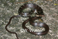 : Alsophis antillensis; Leeward Racer