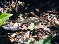 : Ameiva undulata