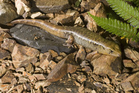 : Cyclodina alani; Robust Skink