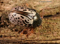 : Calligrapha sp.; Leaf Beetle