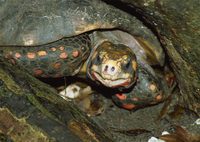 : Geochelone carbonaria; Red Footed Tortoise