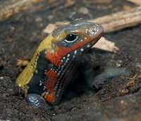 : Riopa fernandi; Togo Fire Skink