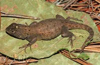 : Sceloporus grammicus; Mesquite Lizard