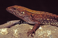 : Sceloporus squamosus