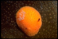 : Acanthodoris lutea; Orange-peel Nudibranch