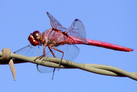 : Orthemis ferruginea; Roseate Skimmer