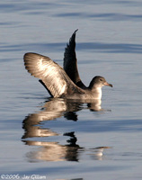 Pink-footed Shearwater. 1 October 2006. Photo by Jay Gilliam