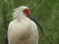 Crested Ibis » Nipponia nippon