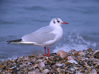 붉은부리갈매기 Larus ridibundus | black-headed gull