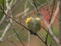 Erithacus cyanurus Red-franked Bluetail ルリビタキ