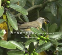 흰눈썹붉은배지빠귀 Eyebrowed Thrush