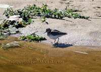 Least Sandpiper (Calidris minutilla)