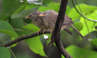 Jungle Babblers Turdoides striatus