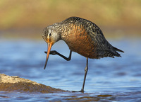 Hudsonian Godwit Limosa haemastica