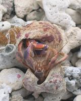 Coenobita clypeatus - Caribbean hermit crab