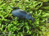 Carabus hungaricus