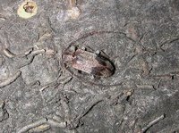 Exocentrus punctipennis punctipennis
