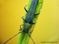 Phytoecia caerulea