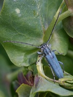 Phytoecia coerulescens coerulescens