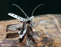 Saperda perforata