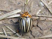 Leptinotarsa decemlineata - Colorado Potato Beetle