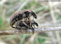 Leucophyes pedestris var. pasticus