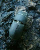 Dorcus parallelipipedus - Lesser stag beetle