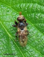 Myopa buccata
