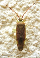 Pantilius tunicatus