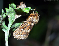 Pharmacis fusconebulosa - Map-winged Swift