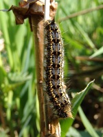 Euthrix potatoria - The Drinker