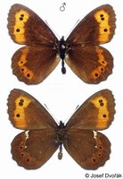 Erebia ligea - Arran Brown