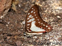 Graphium eurypylus