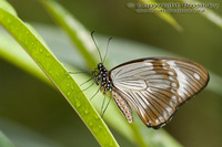 Papilio clytia