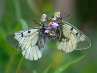 Parnassius mnemosyne - Clouded Apollo