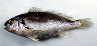 Pennahia argentata, Silver croaker: fisheries