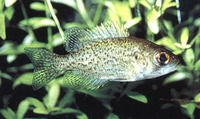Ambloplites constellatus, Ozark bass:
