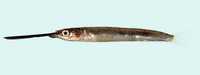 Zenarchopterus gilli, Viviparous halfbeak: