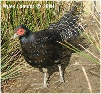 Mikado Pheasant, Syrmaticus mikado