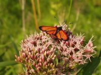 Zygaena ephialtes - Variable Burnet