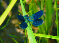 Calopteryx splendens - Banded Demoiselle