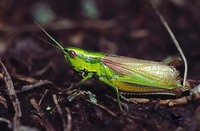 Euthystira brachyptera