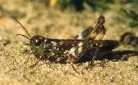 Myrmeleotettix maculatus - Mottled Grasshopper