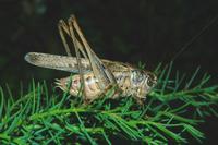 Platycleis romana