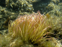 Anemonia sulcata