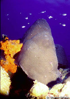 Montastraea cavernosa