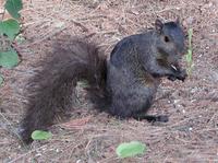 Image of: Sciurus carolinensis (eastern gray squirrel)