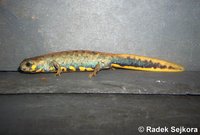 Cynops chenggongensis - Chenggong Fire-bellied Newt